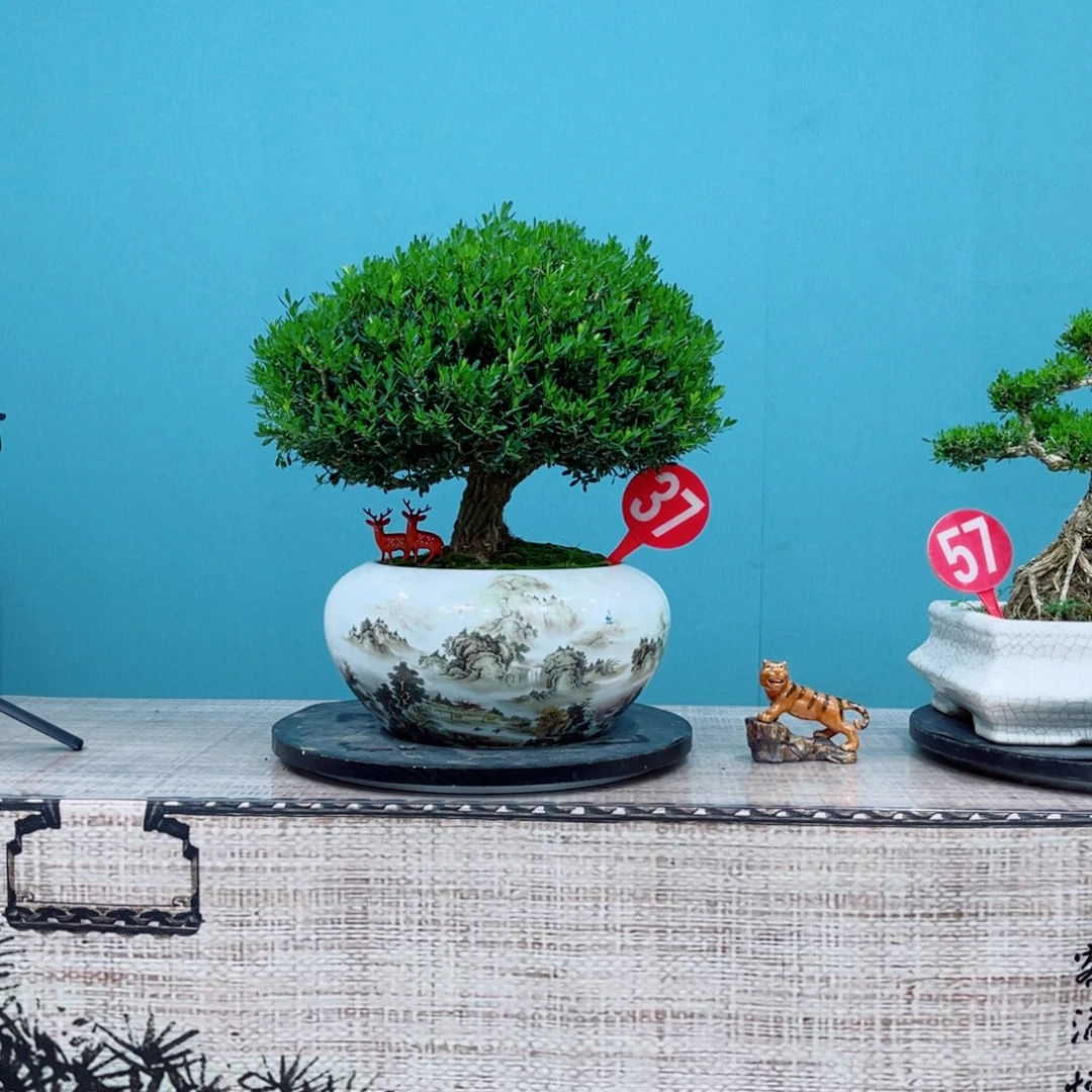 以实际为准精品黄杨老桩