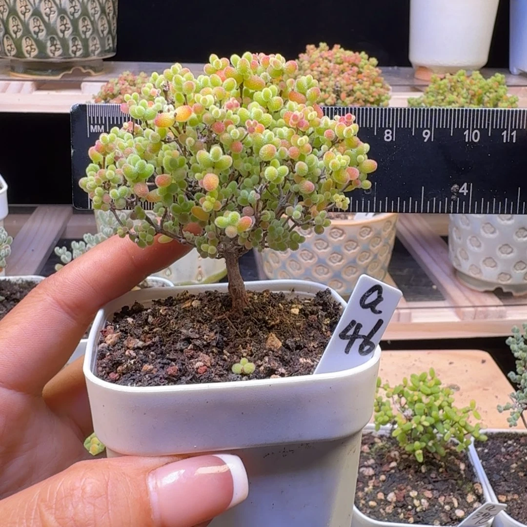 a46号蜜橘冠服6厘米左右