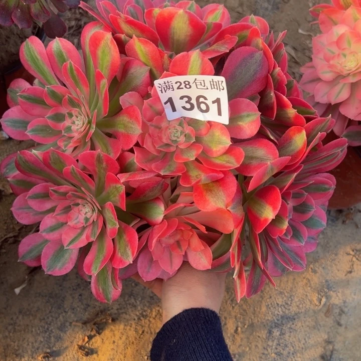 1361女巫多肉植物