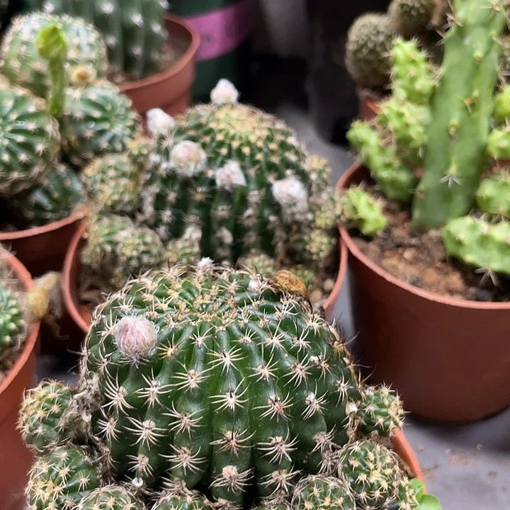 新品进口冰糖橙丽花群有根一杯