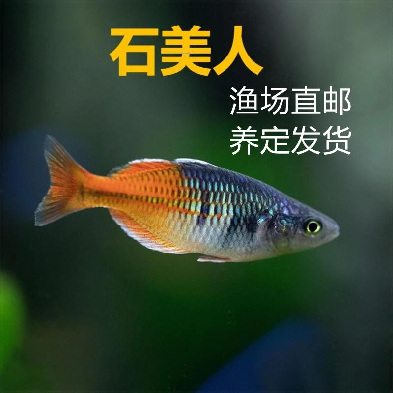 石美人观赏鱼小型鱼淡水群游混养鱼观赏鱼