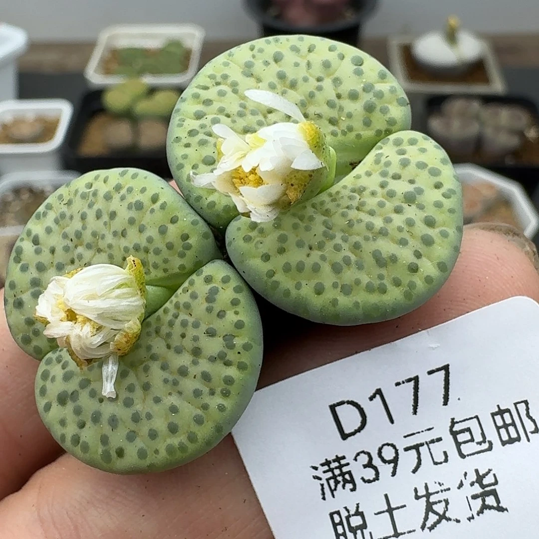 177多肉哈哈哈哈哈哈哈