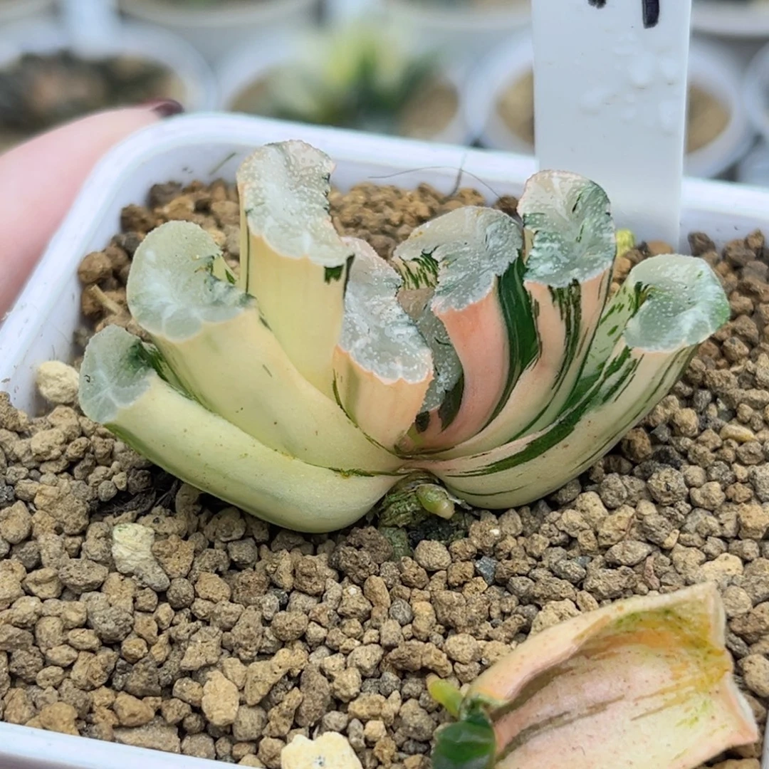 199白玉窗玉扇锦福利专场