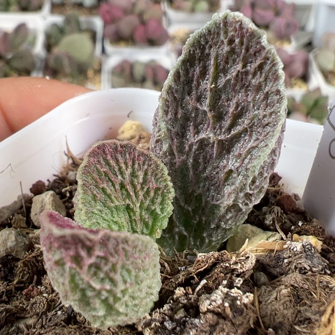 w网纹款实生新品多肉植物
