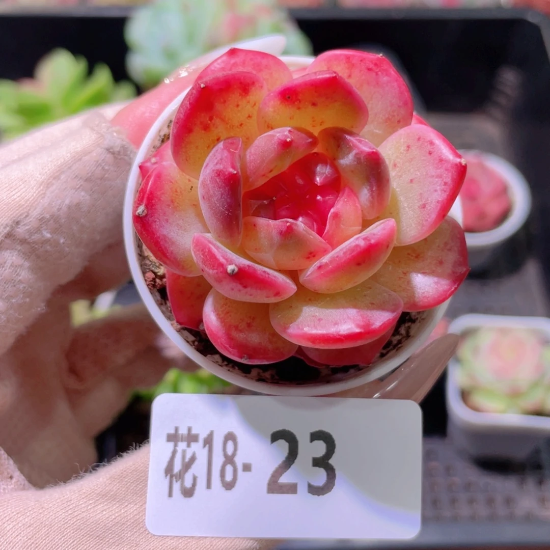 花利美18-23福利珍妮