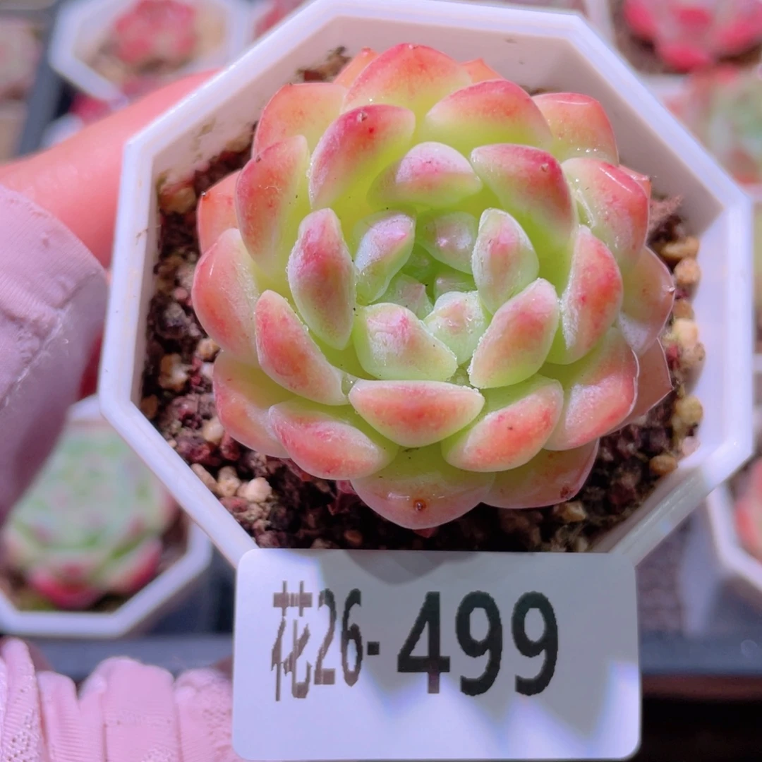 花利美26-499精选糖心