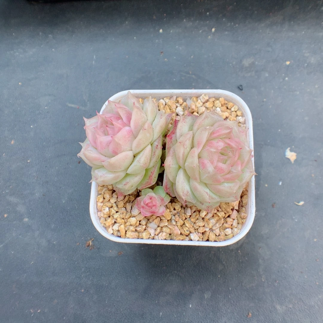 好****?多肉植物。 糖心好一个橘子带盆土