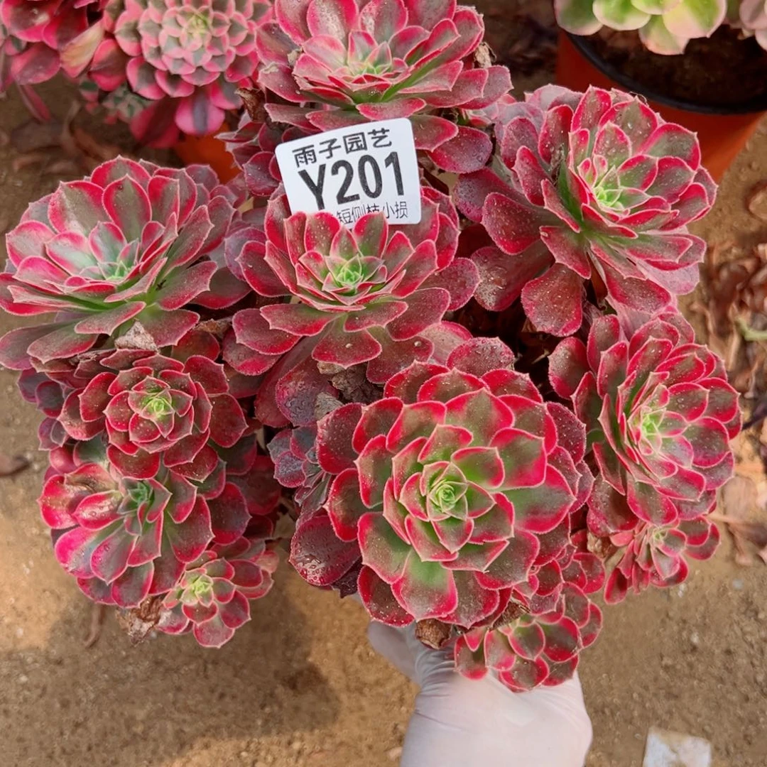 201荷兰玫瑰尺寸20左右