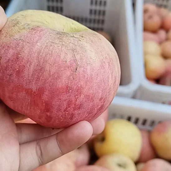 红富士苹果沂源红富士苹果霜降采摘脆甜多汁净重5斤瑕疵果