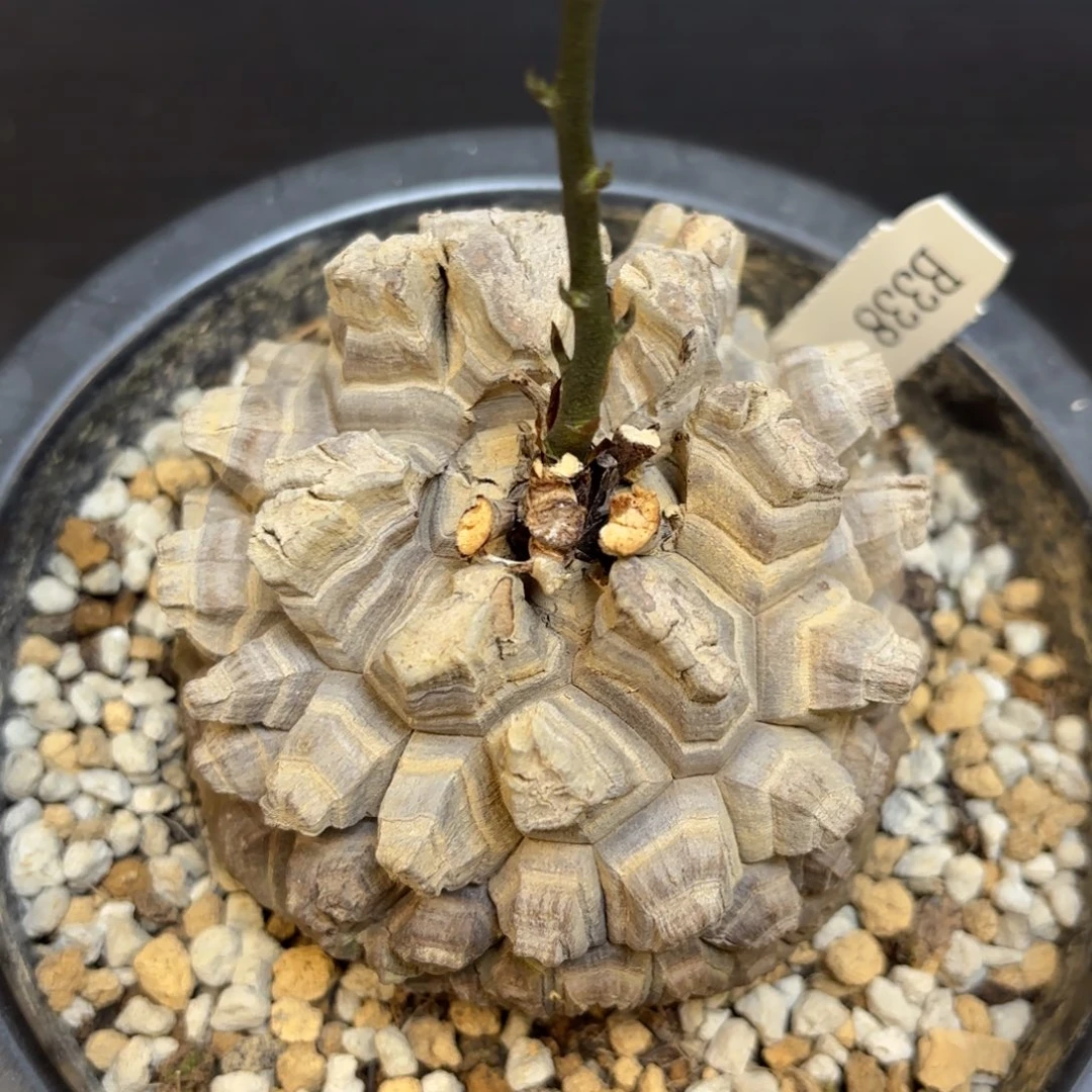 5号龟甲龙带盆包邮