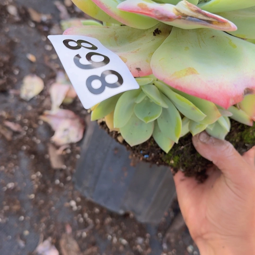 简***乐868白凤一个一物一拍