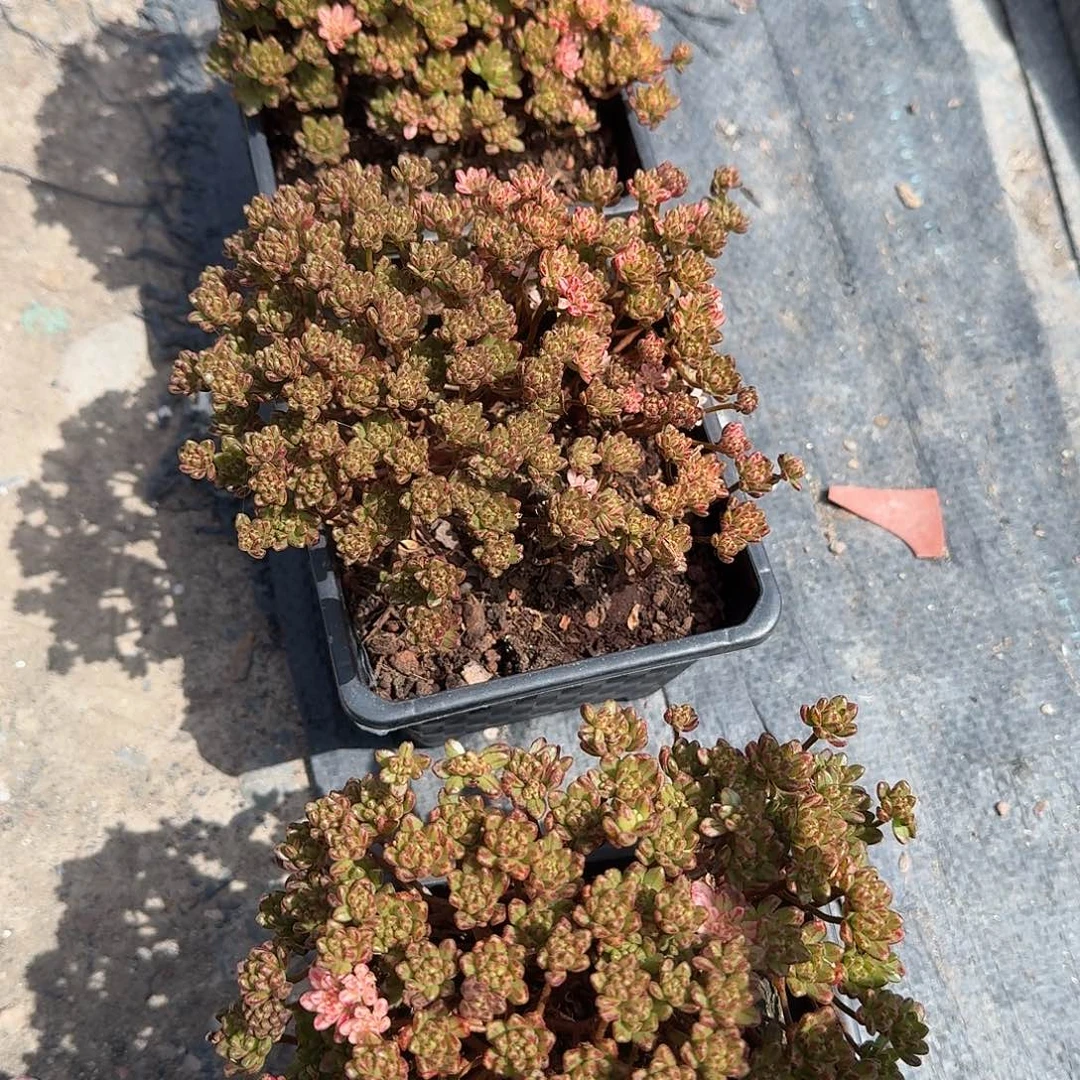 小人祭锦多肉植物