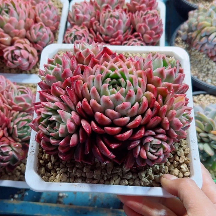 精品多肉植物老桩