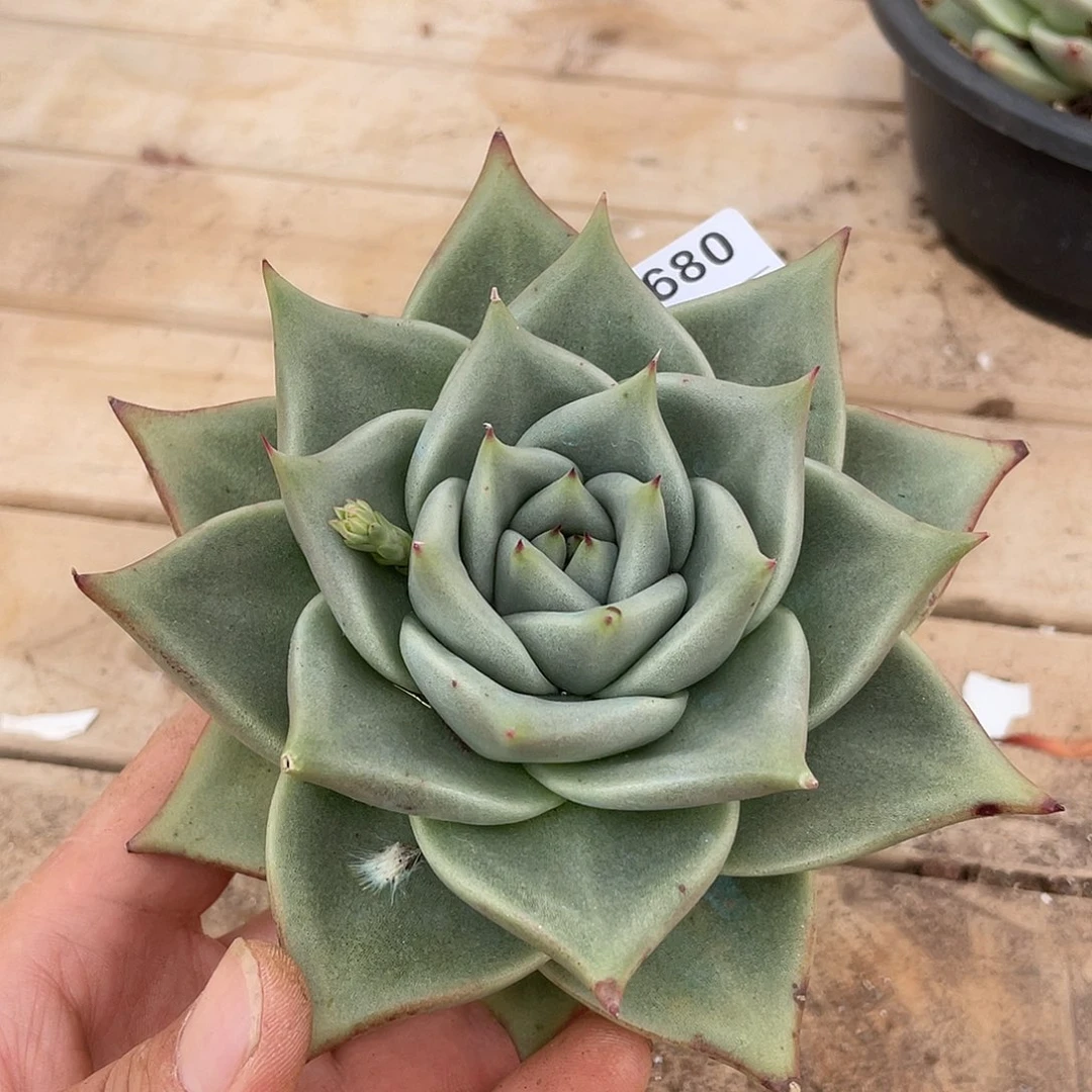 若如东云单拍C680