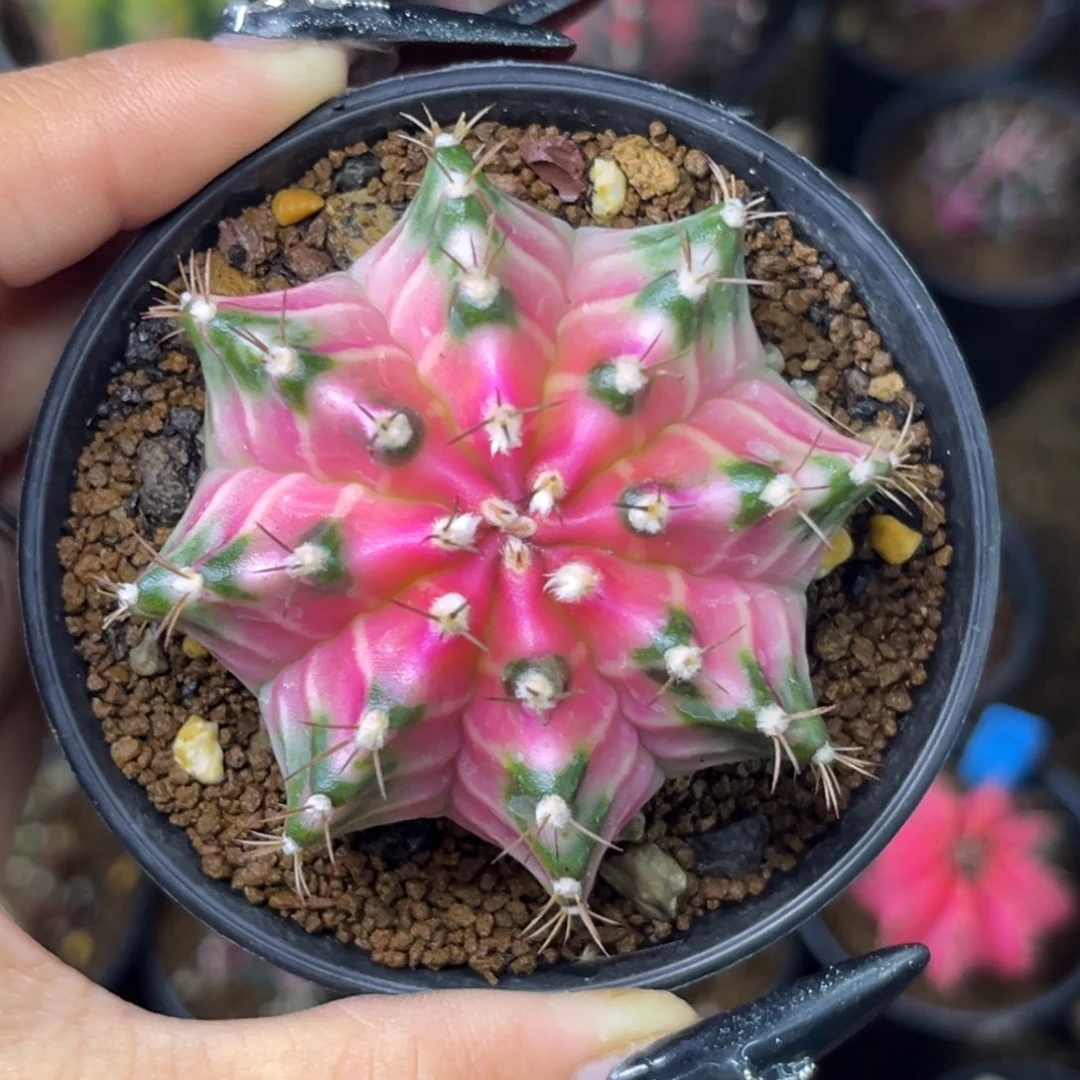 泰系白锦米哈 带盆土发货