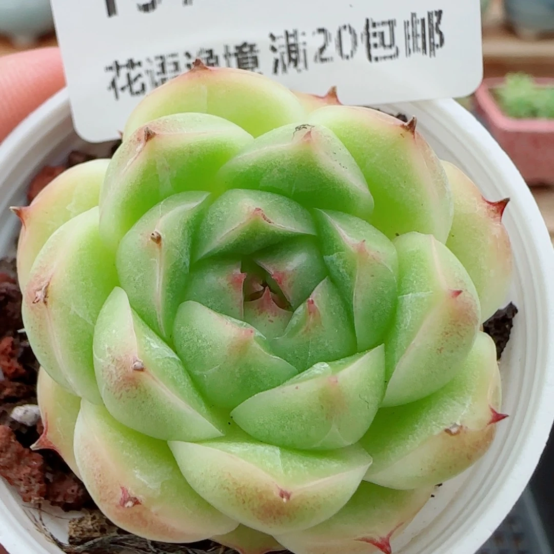 花语逸镜0924-197
