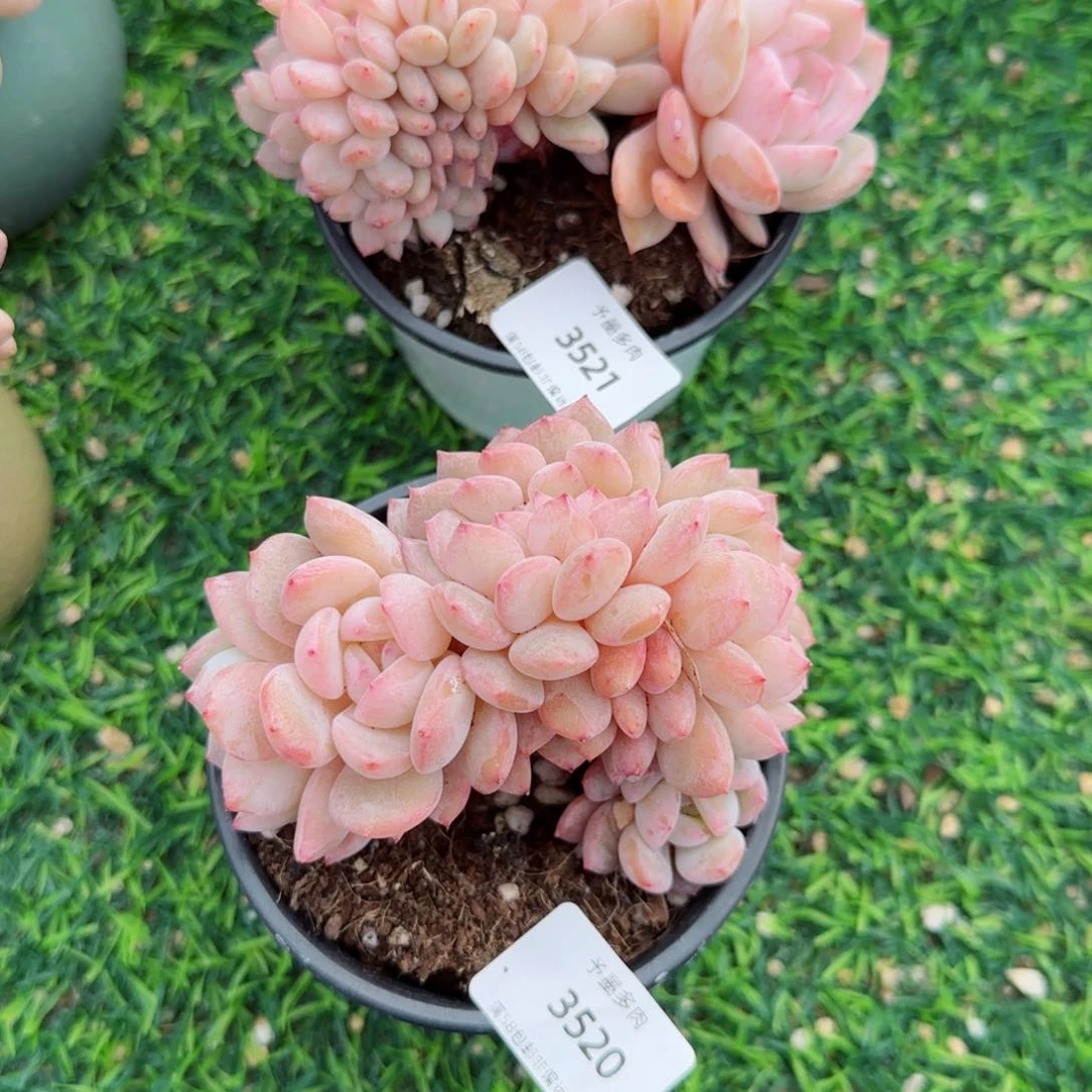 T****u橙梦露缀化，3521.3520