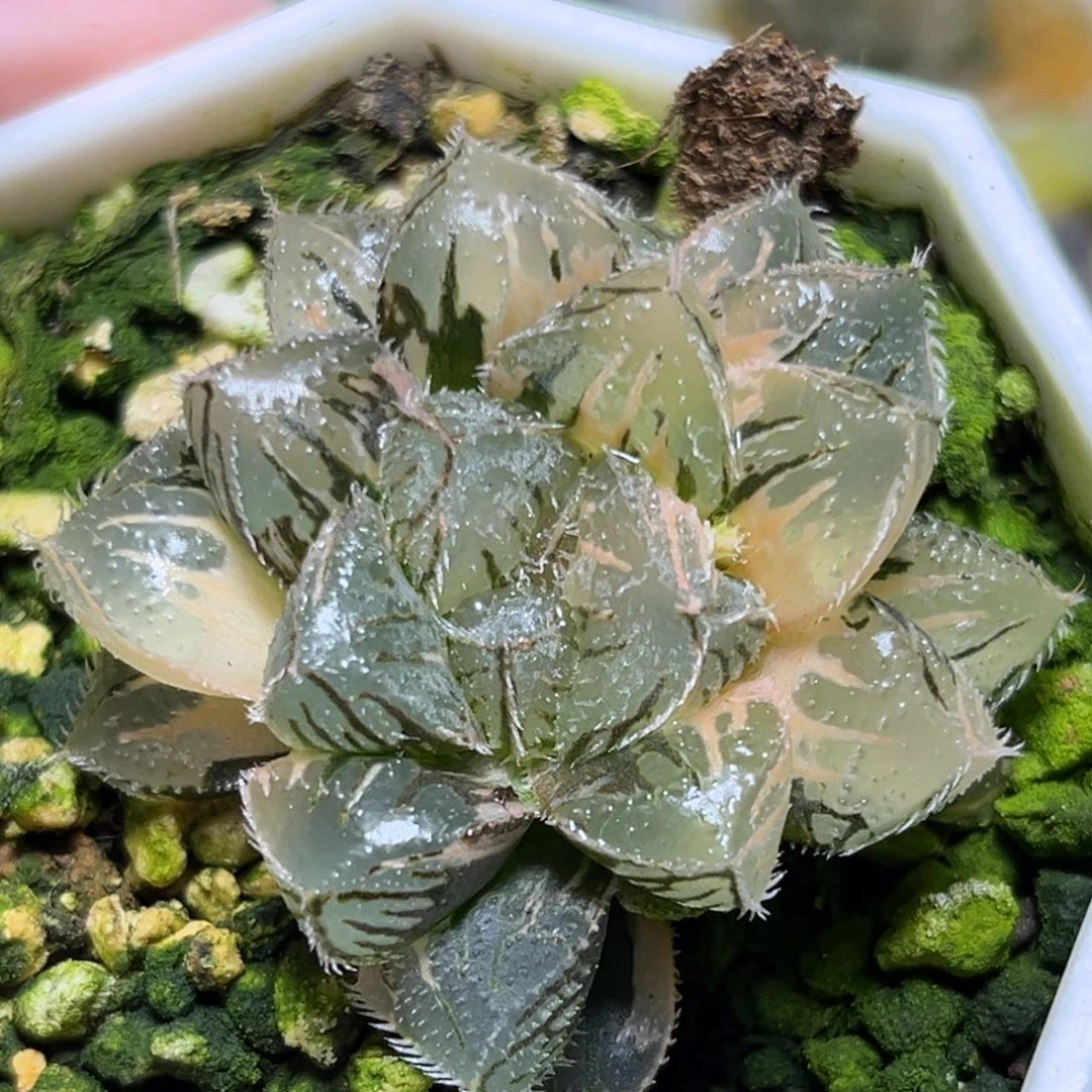 恭喜发财大吉大利0304