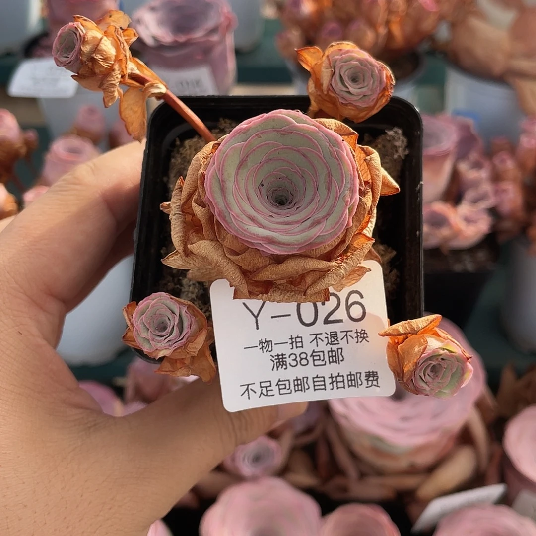 不知名Y-026一物一拍