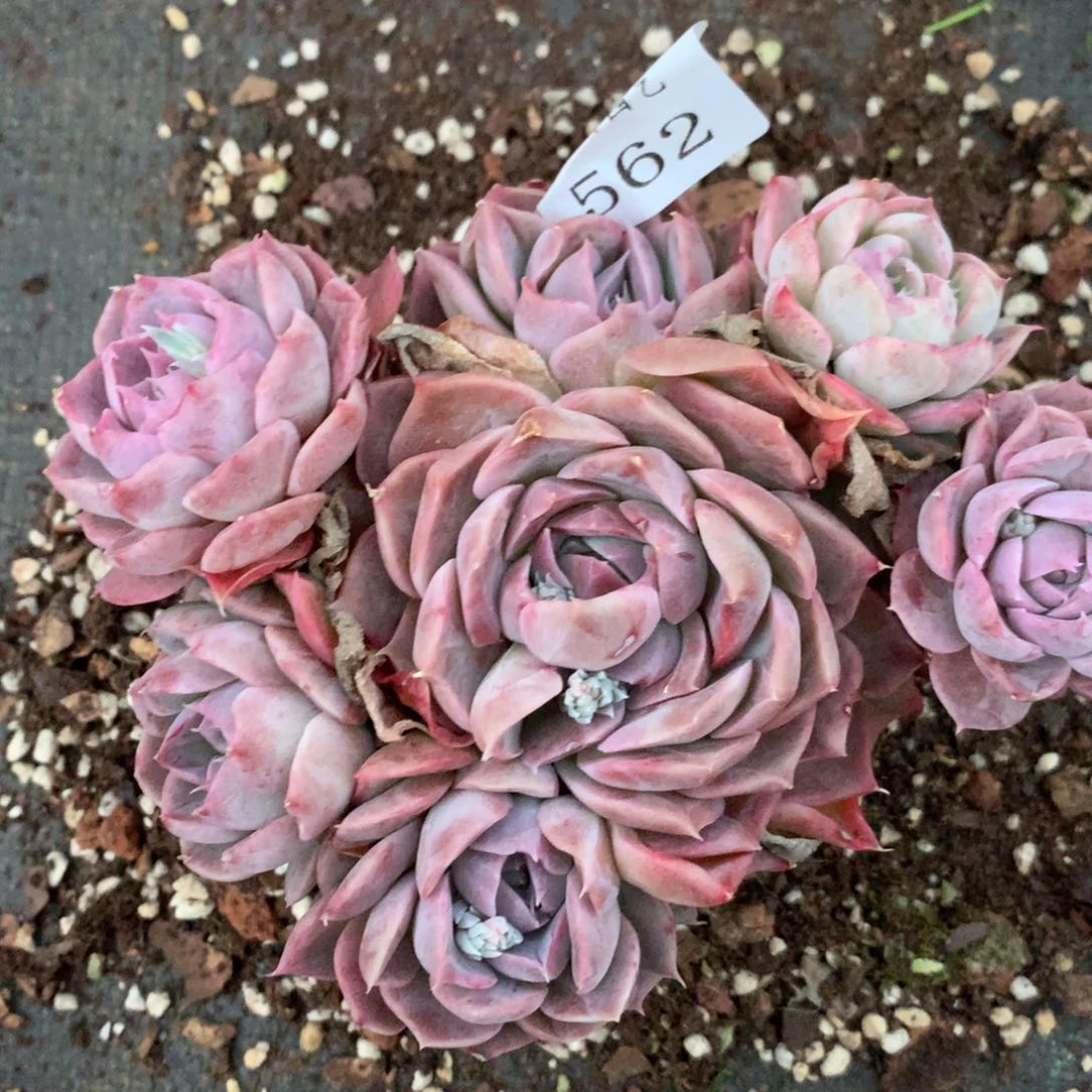 562杂交精品基地13厘米