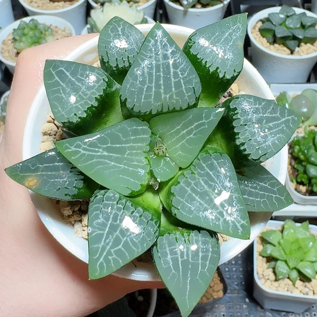 美文克原盆原土发货