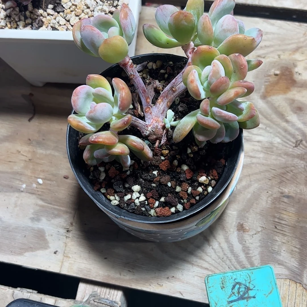 香橙老桩多肉植物