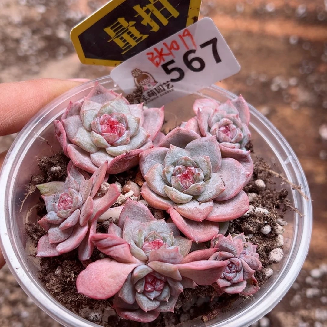 多肉植物多肉植物