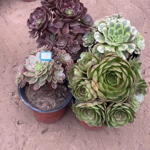 377多肉植物组合，
