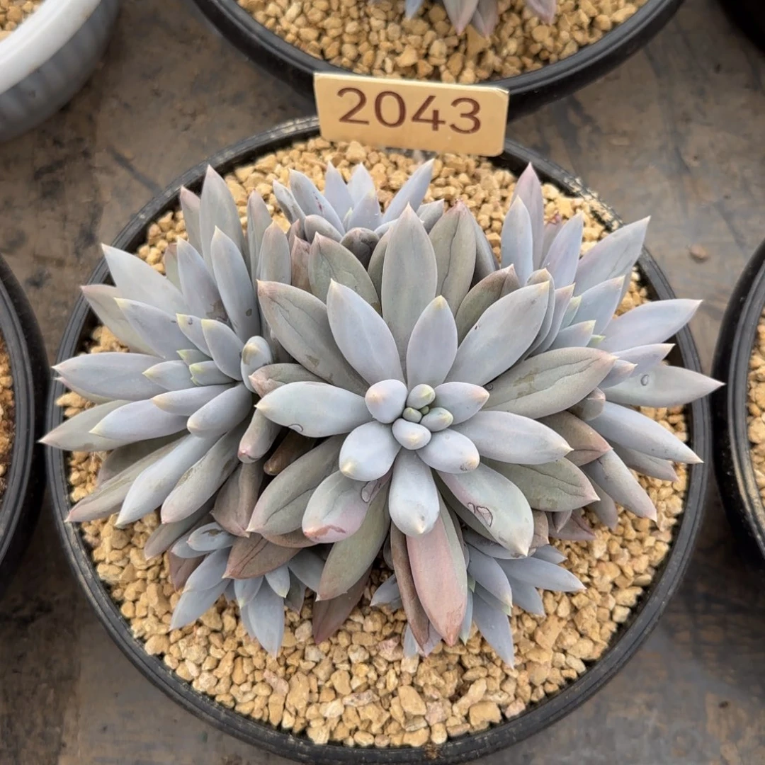 哥特。   2043号。