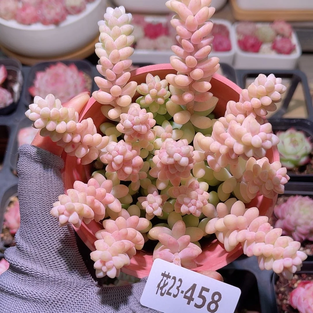 花234458玉坠含盆土