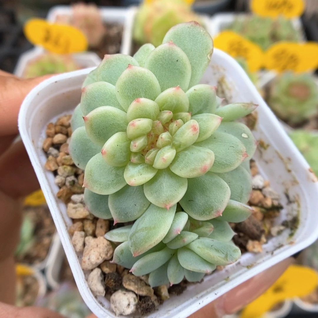 纸鸢缀化957号。