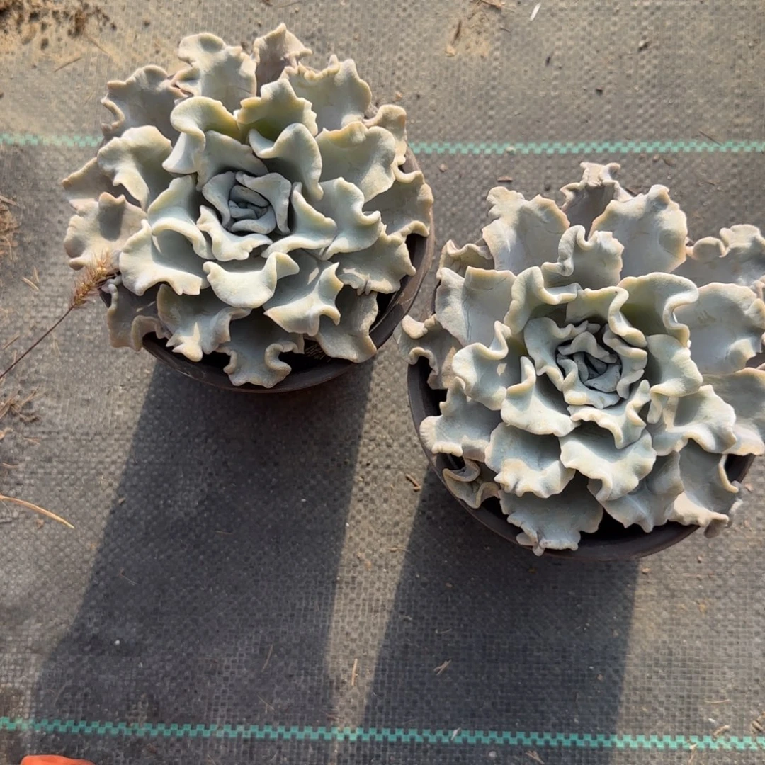 无花朵120芭蕾舞者