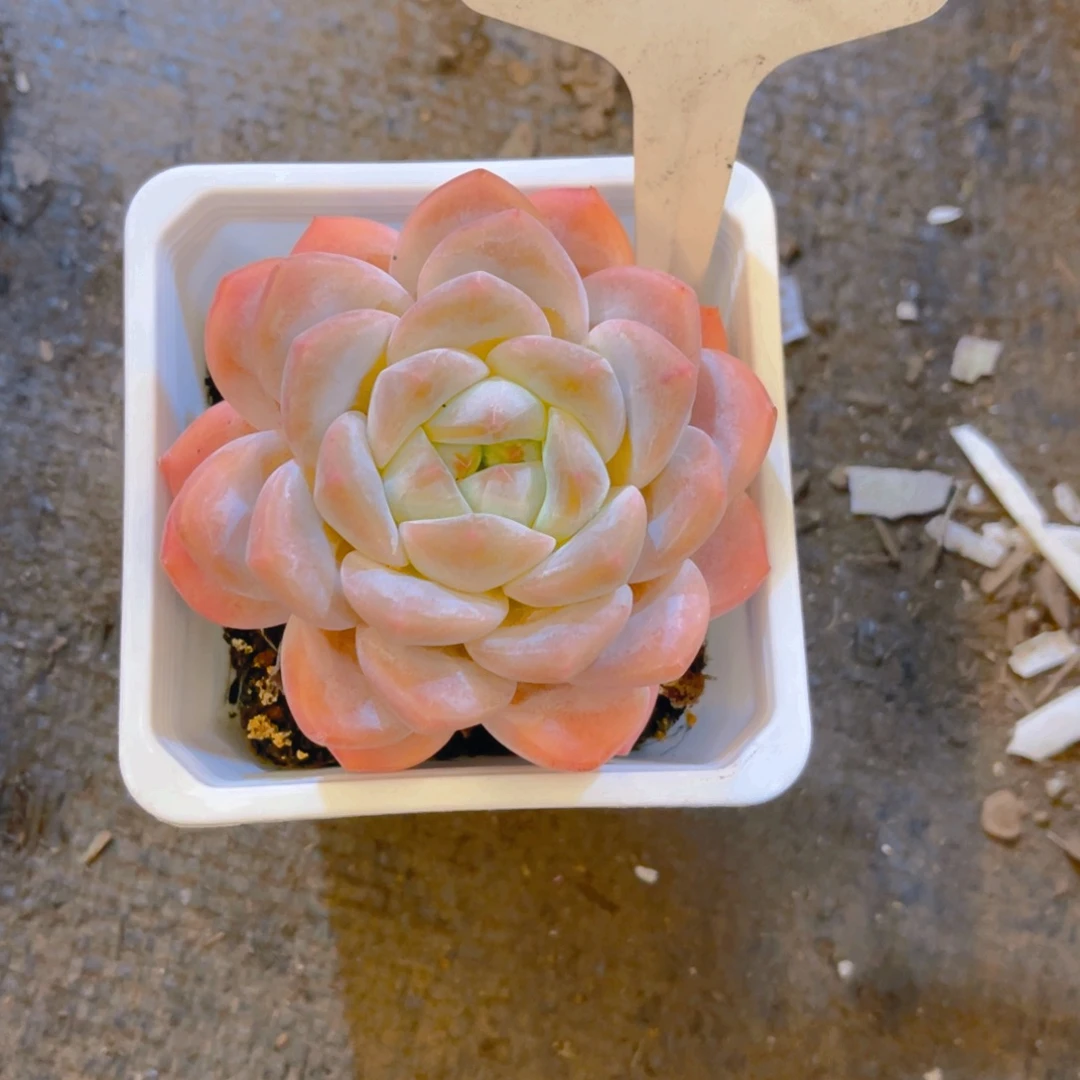 珍妮000000000000607