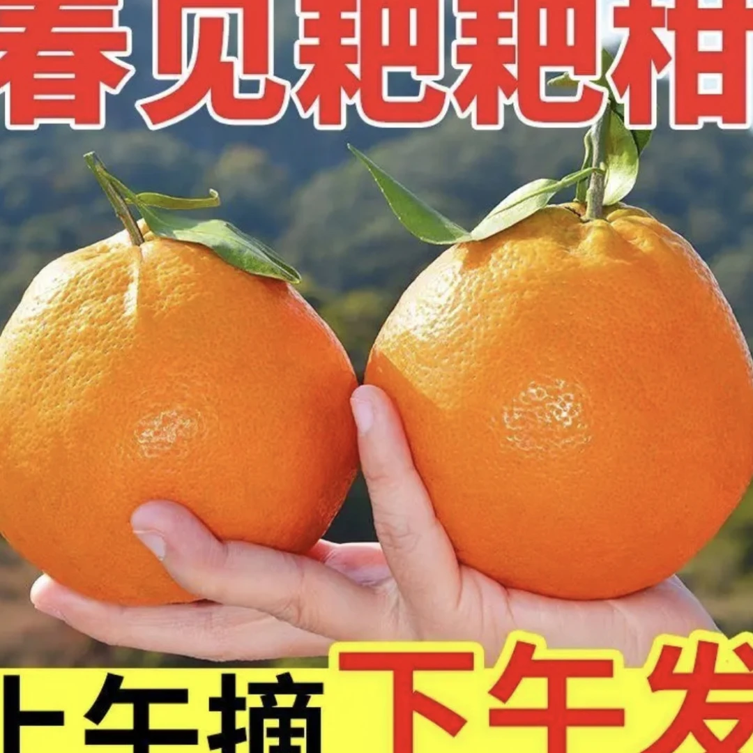 【乡村助农德春】四川春见耙耙柑产地直发新鲜采摘自然成熟香甜多汁