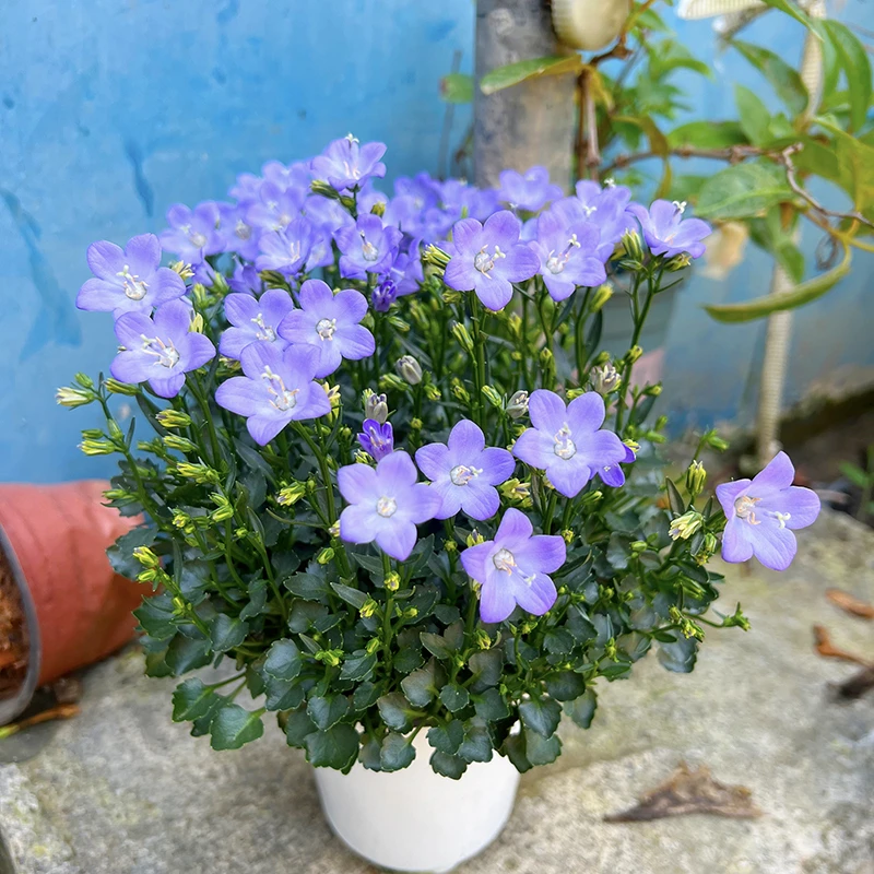 意大利风铃草盆栽(颜值高 花期长 耐热 开花机器)室内阳台植物