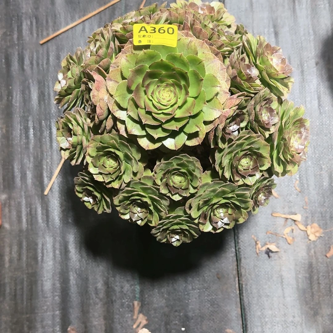 万拉丝法师多肉植物360