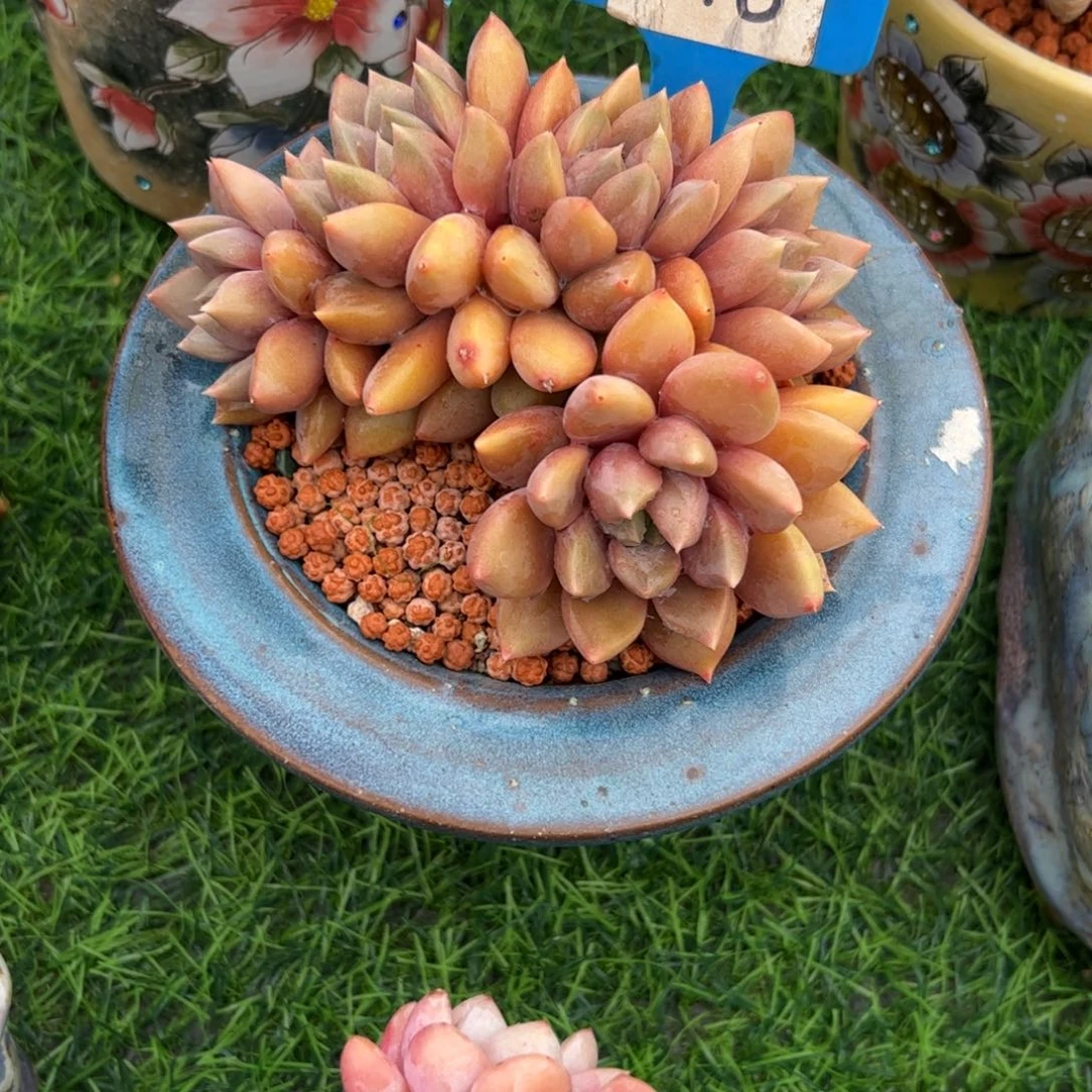 少**?红象牙朵朵缀118号