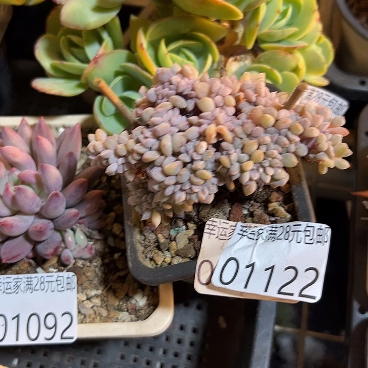 幸运的是我还没遇到幸运