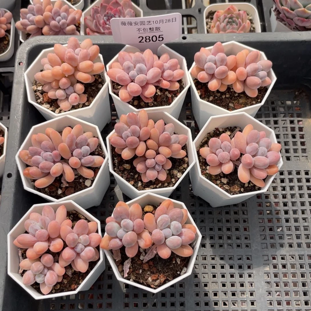 不包整散 盆子不售后2805