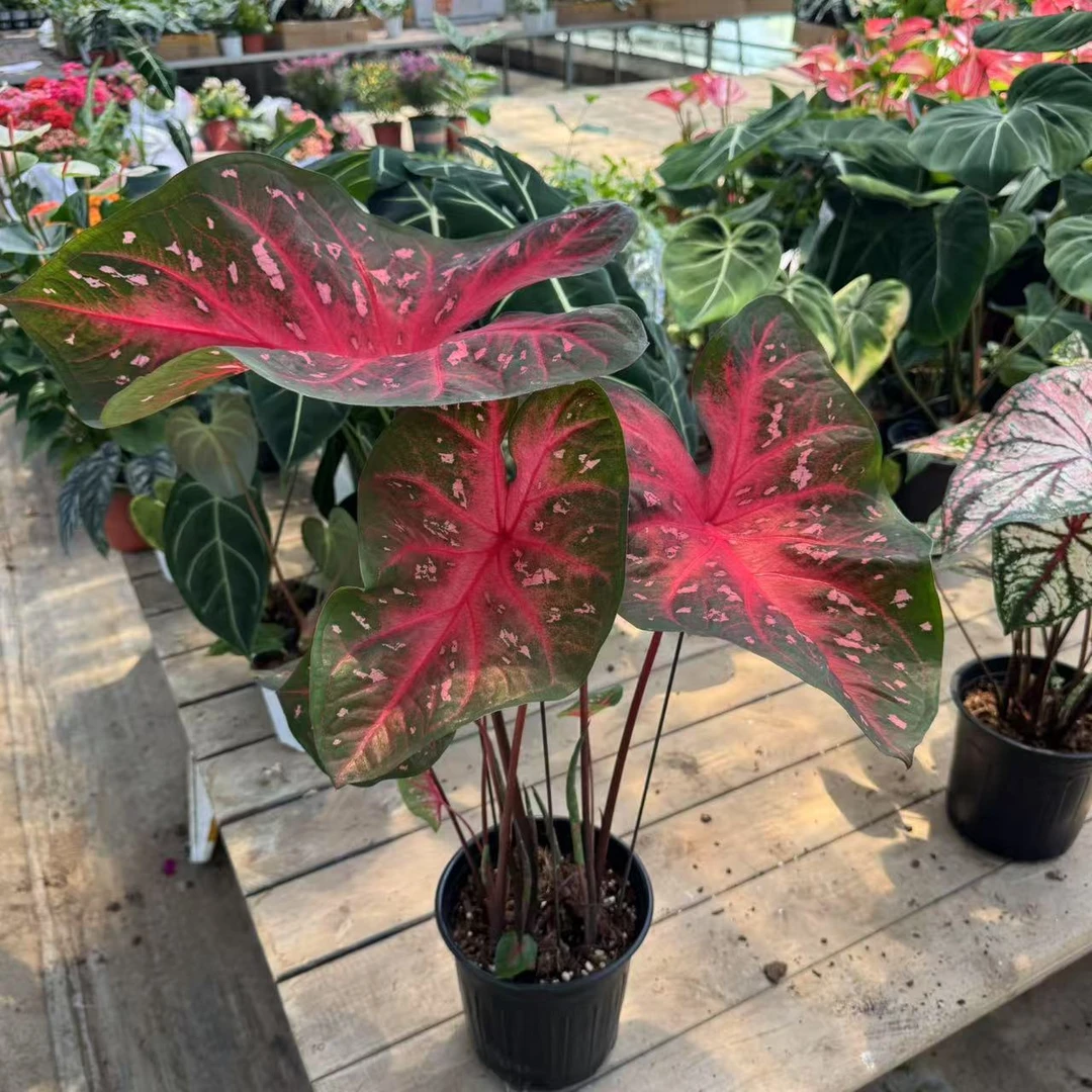 【红色闪光】（进口特大棵彩叶芋）好养室内观叶植物以直播间为准