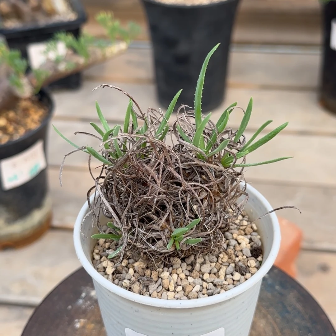 141苏铁厚敦菊块根植物