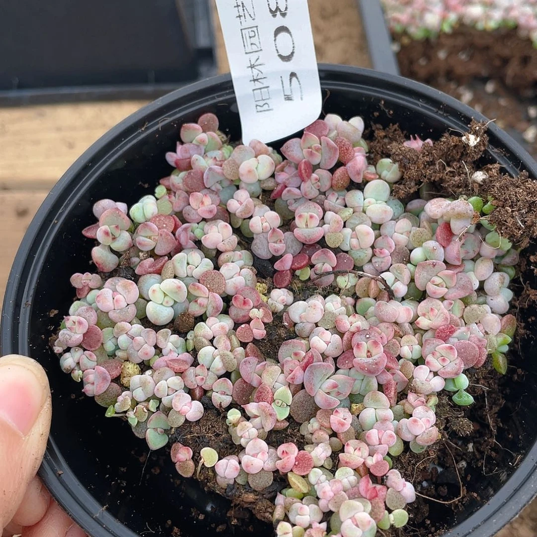 多肉植物多肉植物508