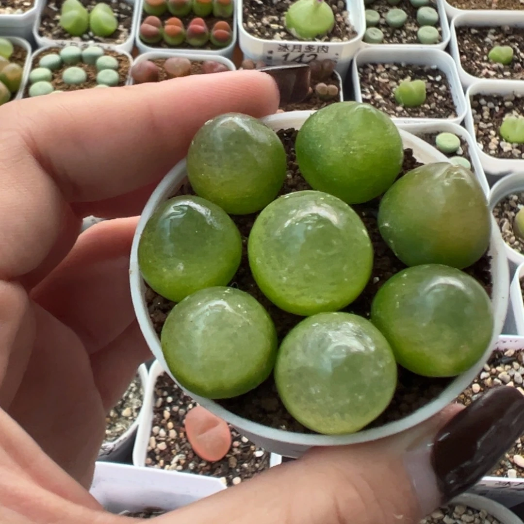 159灯泡八颗裸根发货