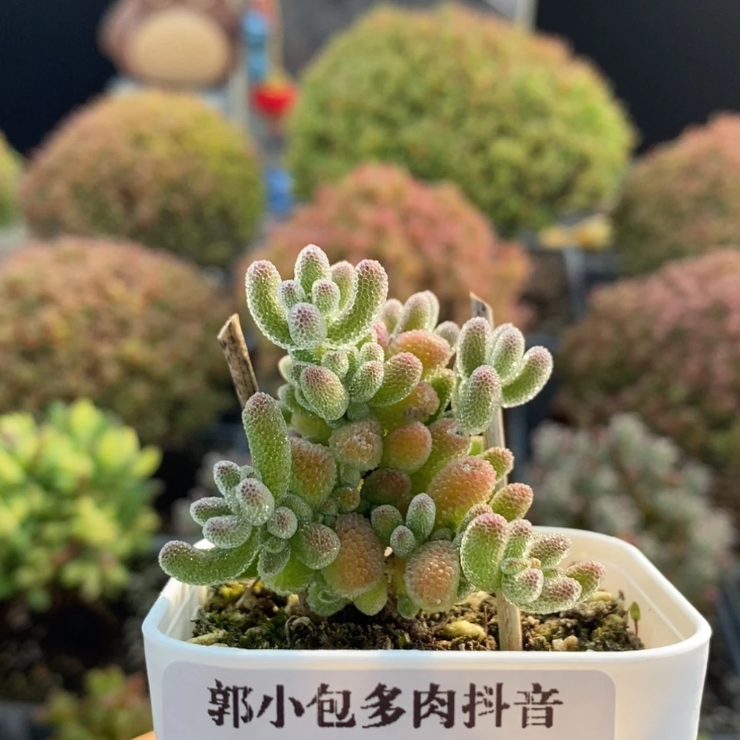 优选冰晶2825枝干番杏