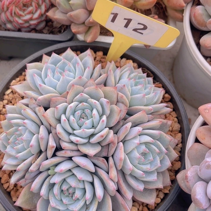 健健康康平平安安