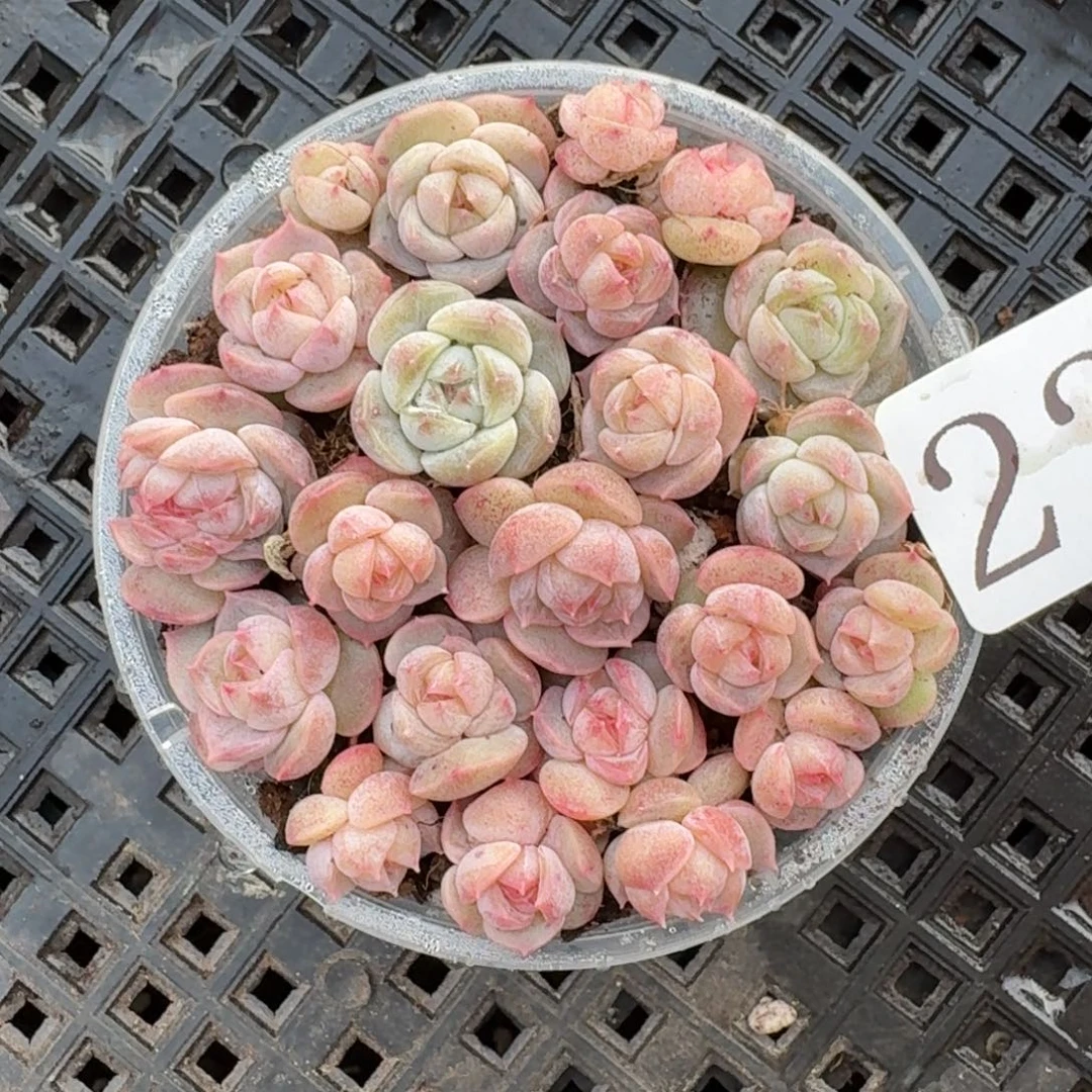 多肉植物多肉植物227