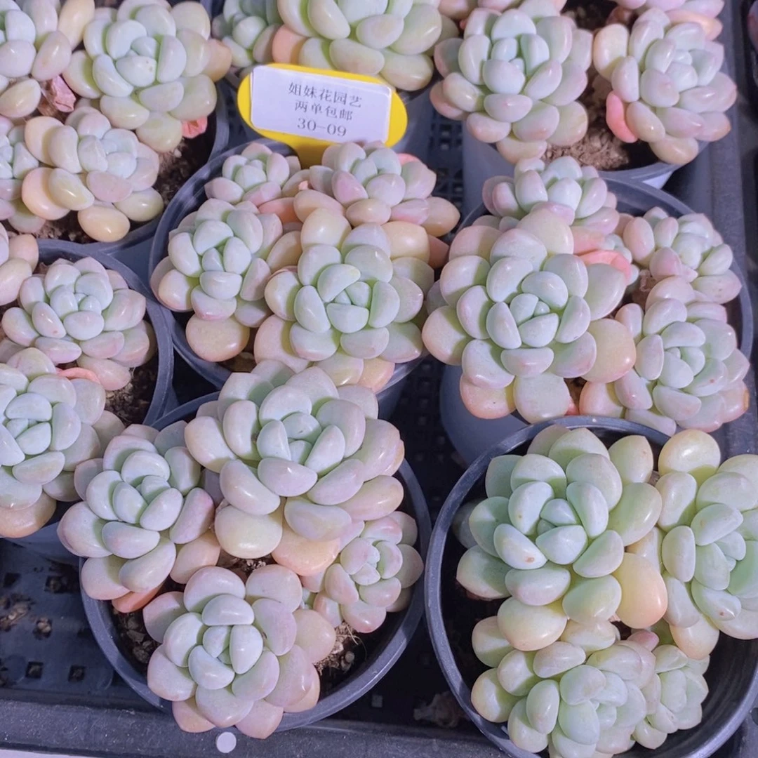 30-09-精品母本老桩泡泡糖多头群一个