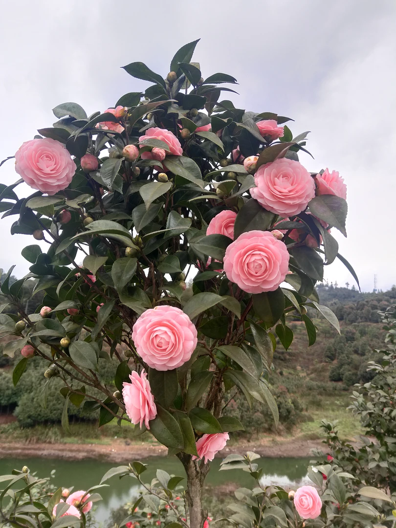 高杆茶花盆栽地栽阳台庭院