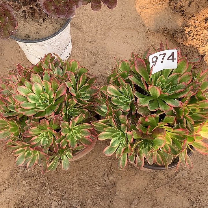 无花朵974两颗安娜中