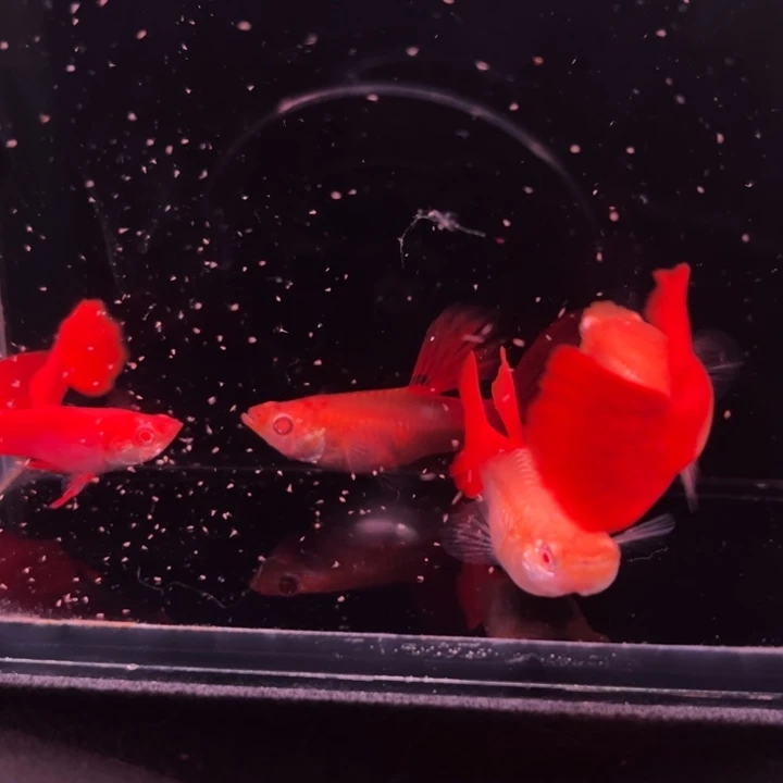 孔雀鱼福利血红3母1公
